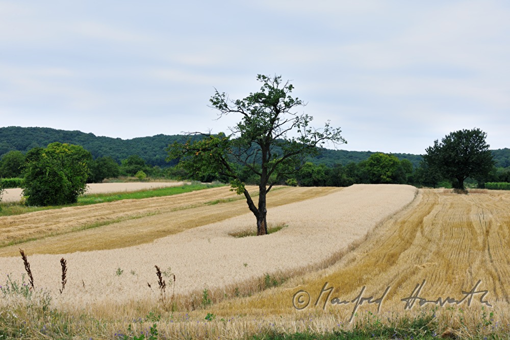 Baum in einem Getreidefeld