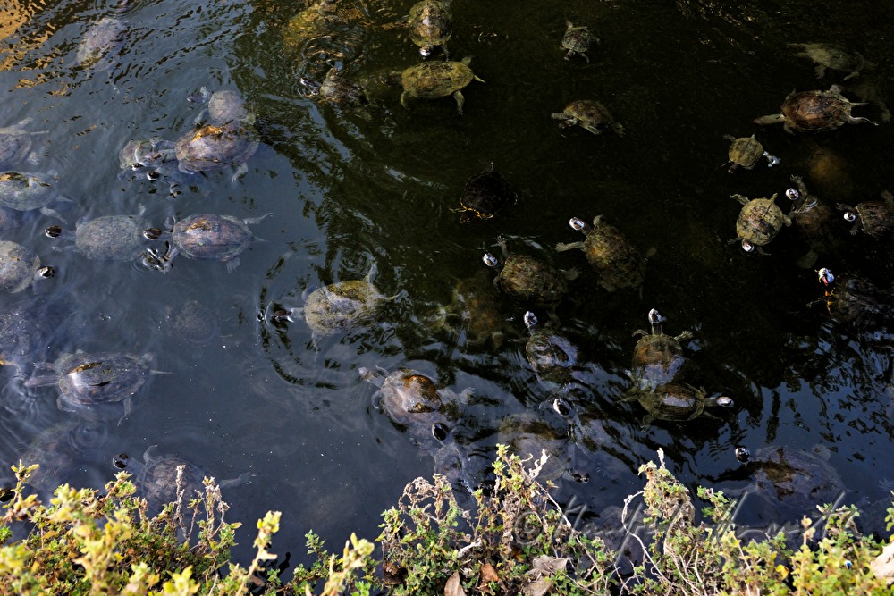 Wasserschildkröten im Burggraben der Burg Anamur