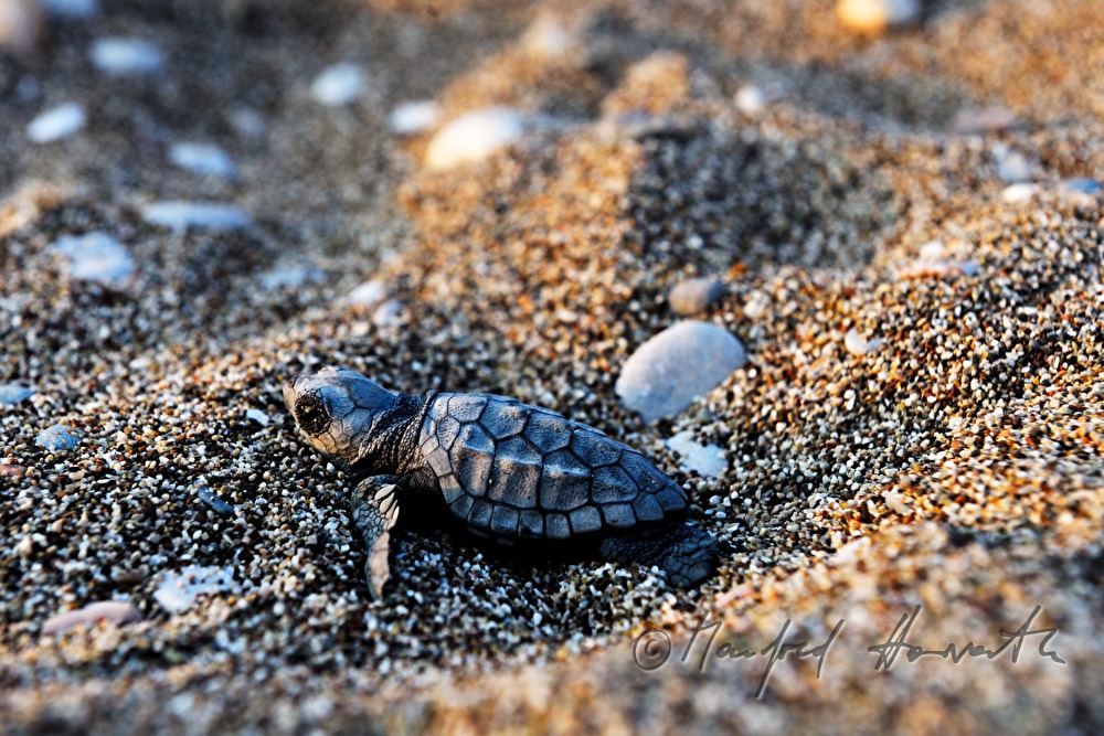 frisch geschlüpfte Wasserschildkröte auf dem ersten Weg ins Meer