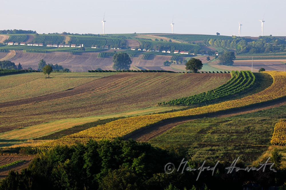 Kellergasse und Weinberge