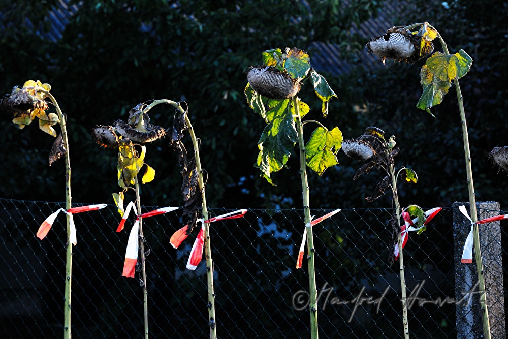 Sonnenblumen an einem Gartenzaun