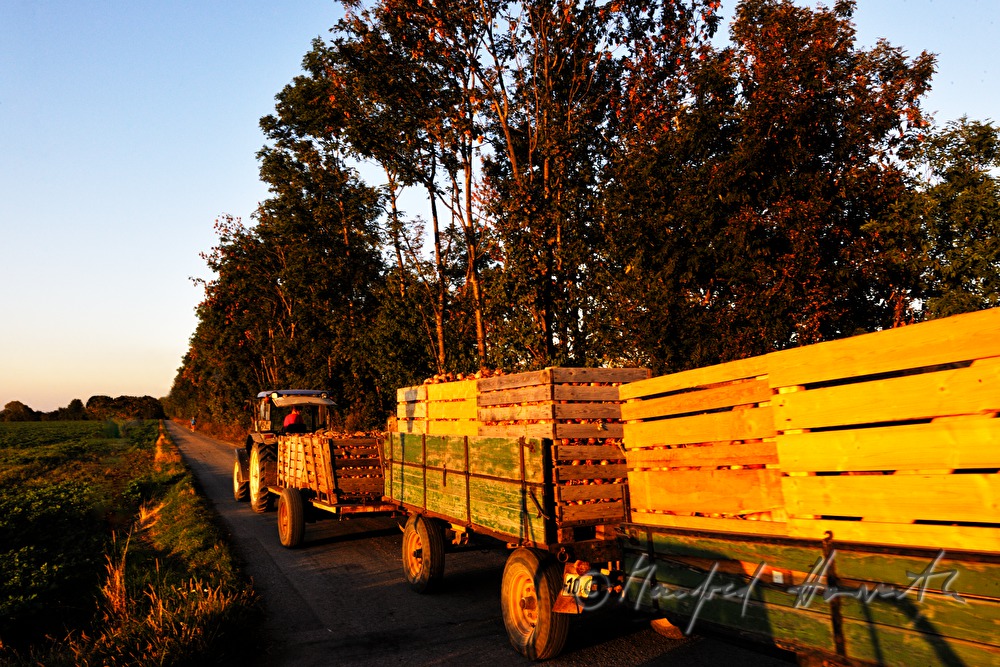 Zwiebel-Transport mit Traktor-Anhängern