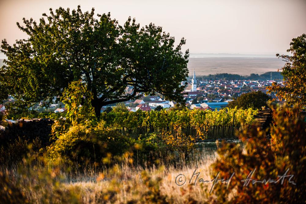 Blick vom Spitz über die Weingärten zum Neusiedlersee