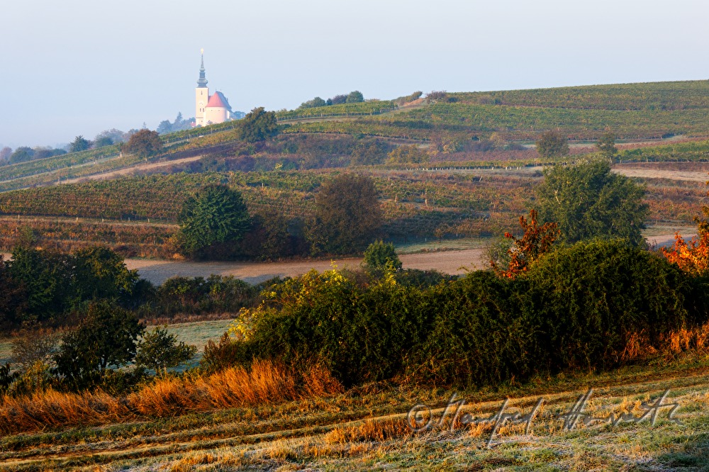 Blick über die Weingärten zur Kirche