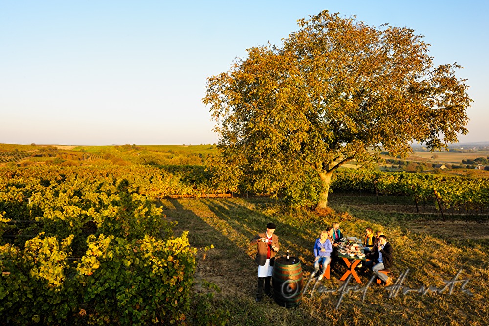 Familienfest im Weingarten