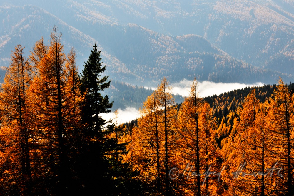 Lärchen und Morgendunst am Preiner Gscheid