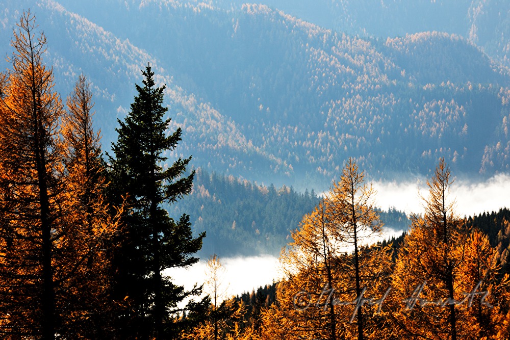 Lärchen und Morgendunst am Preiner Gscheid