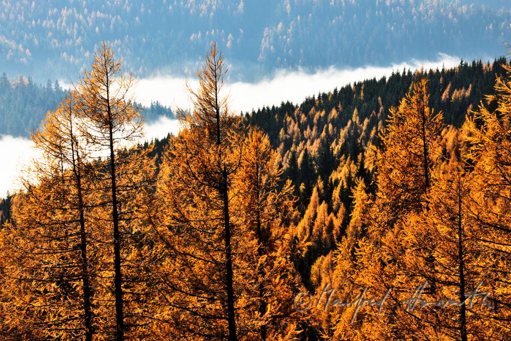 Lärchen und Morgendunst am Preiner Gscheid