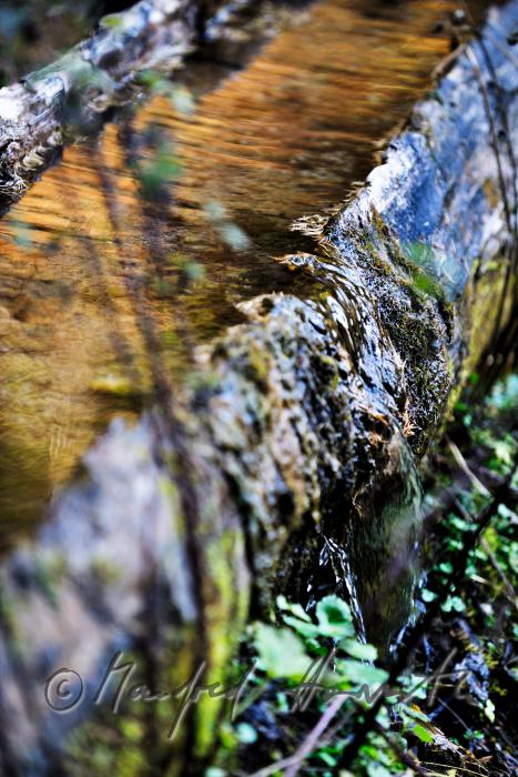 Quelle mit hölzernem Wasserbehälter Preiner Gscheid