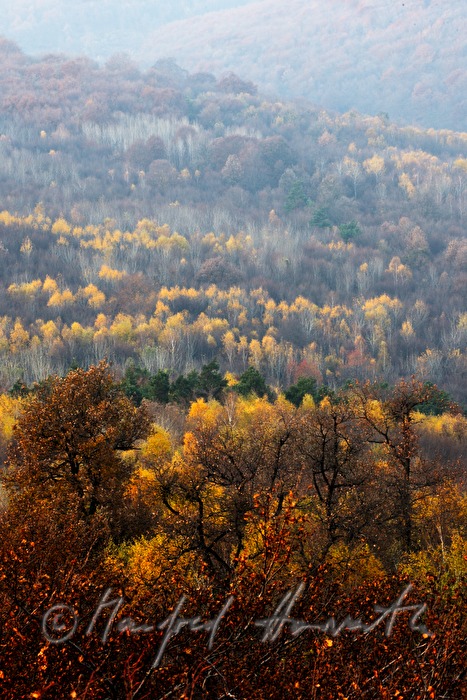 Blick von der Buchkogelwarte auf den Herbstwald