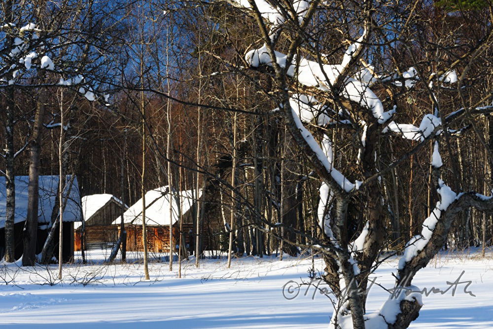 Holz-Blockhäuser und Winterwald