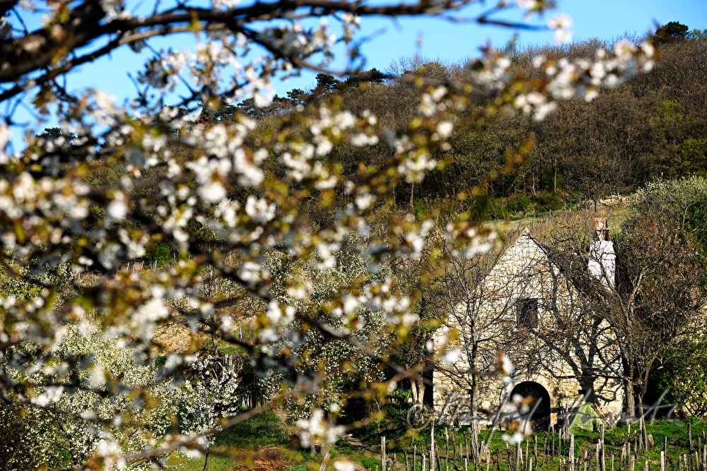 blühender Kirschbaum im Weingarten