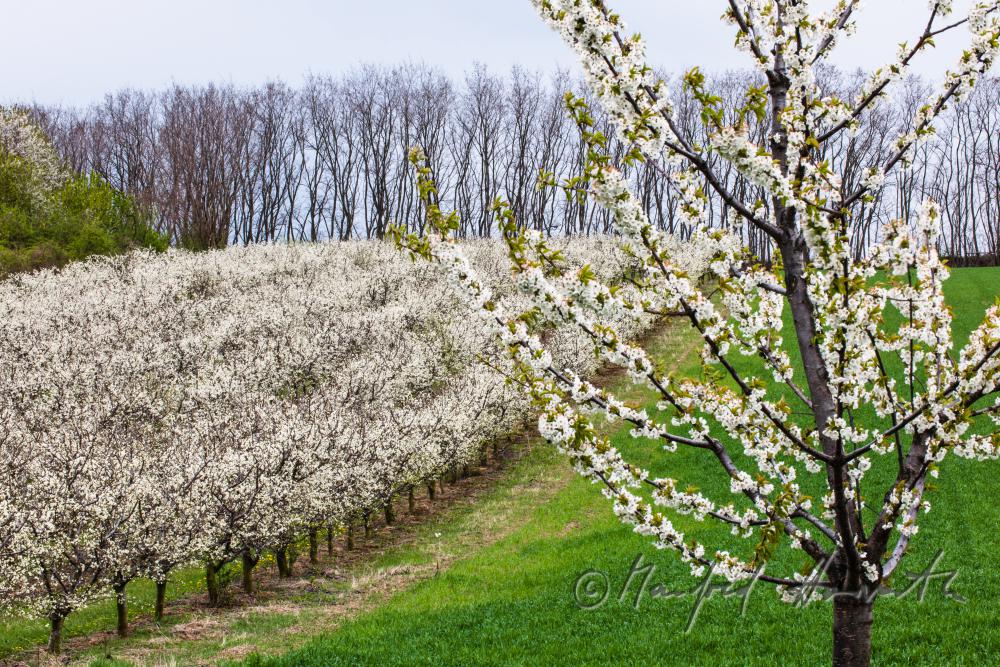Schneiden der blühenden Zwetschkenbäume im Frühling