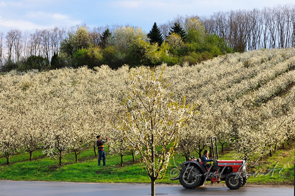 Schneiden der blühenden Zwetschkenbäume im Frühling
