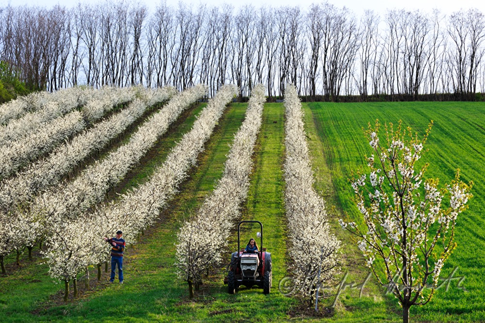 Schneiden der blühenden Zwetschkenbäume im Frühling