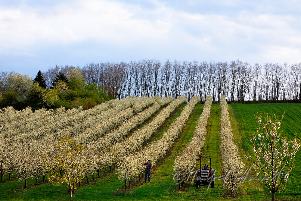 Schneiden der blühenden Zwetschkenbäume im Frühling
