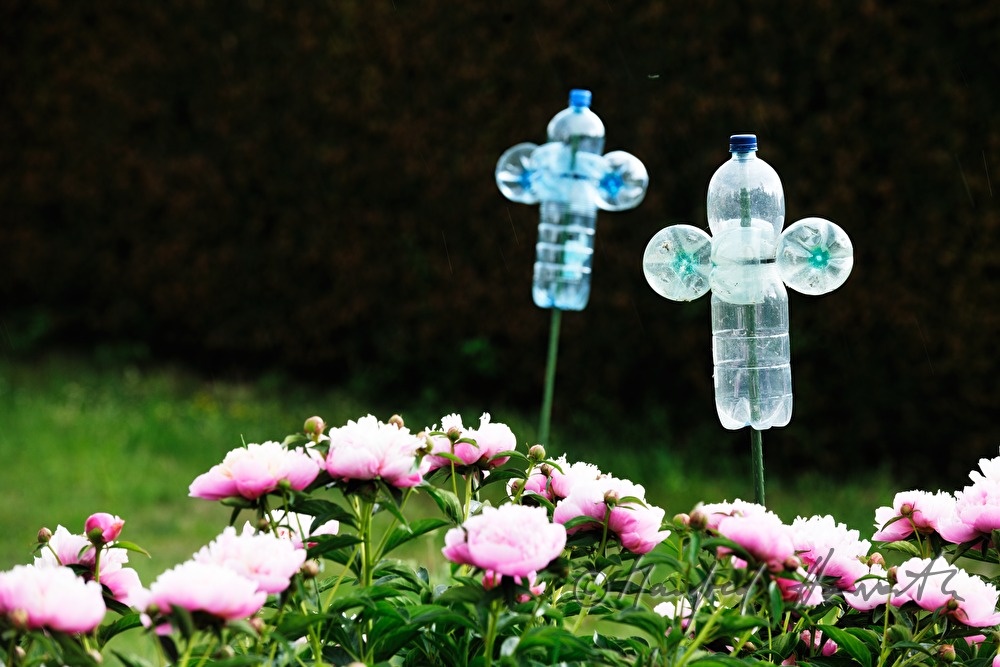Garten-Verzierung aus Plastikflaschen und Pfingstrosen