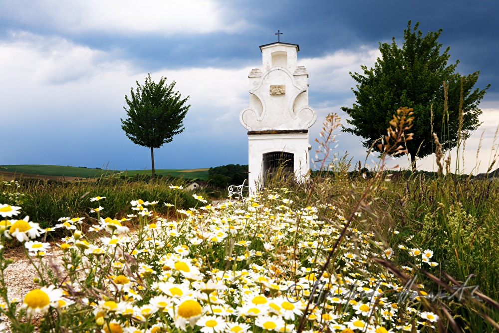 Apollonia Kapelle und blühende Margeriten
