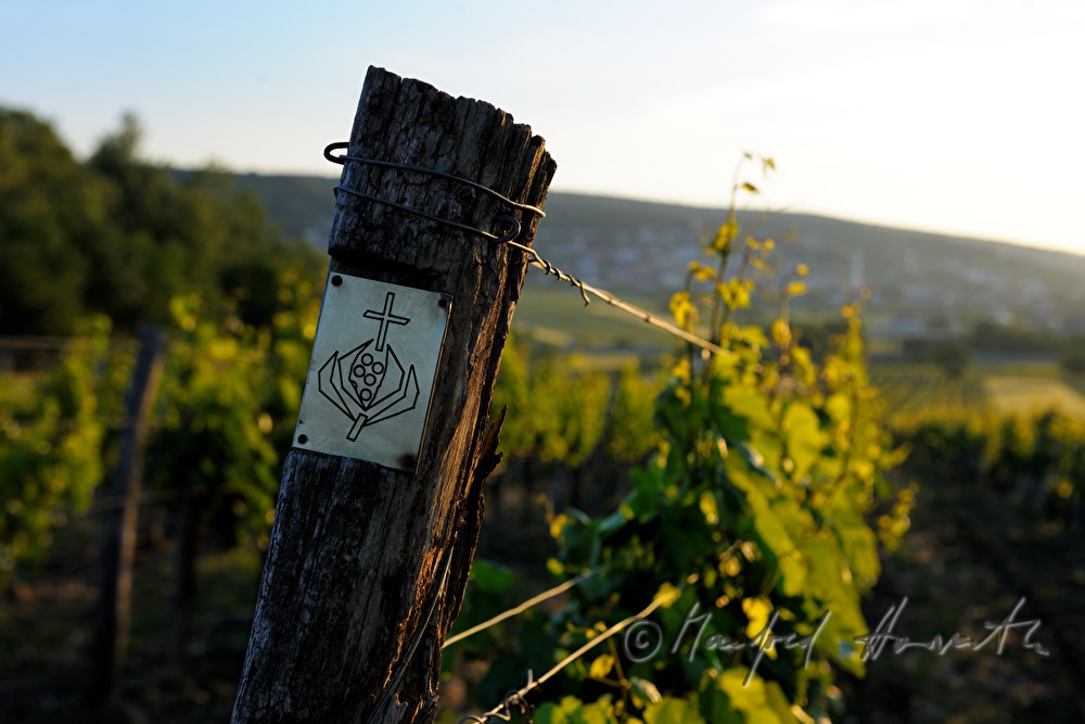 Blick vom Föllig über die Weinberge auf den Ort