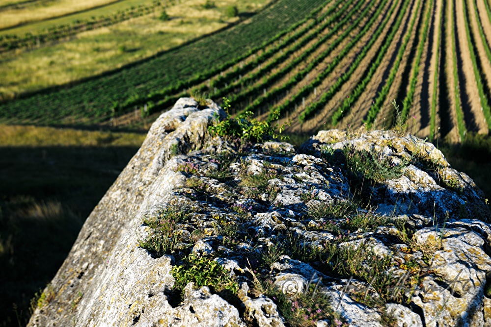 Blick vom Hölzelstein zum Leithagebirge