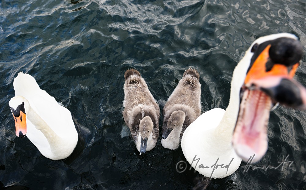 Schwan-Familie (schnappt nach Futter)