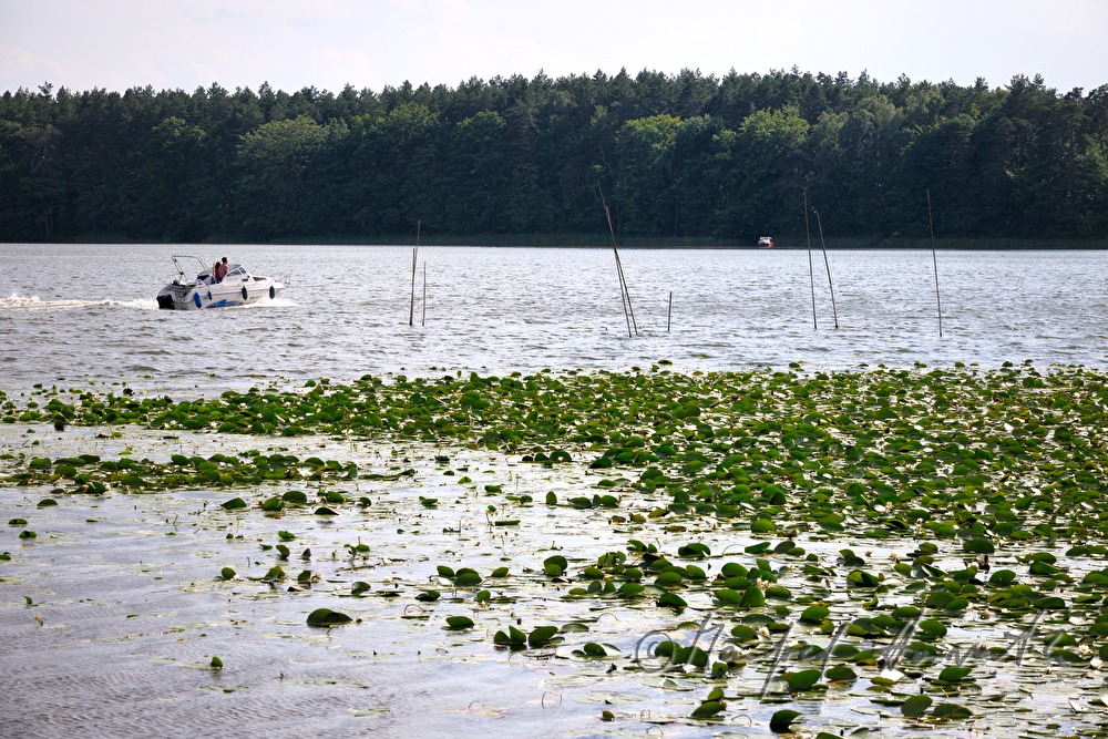 Seerosen auf der Binnenmüritz