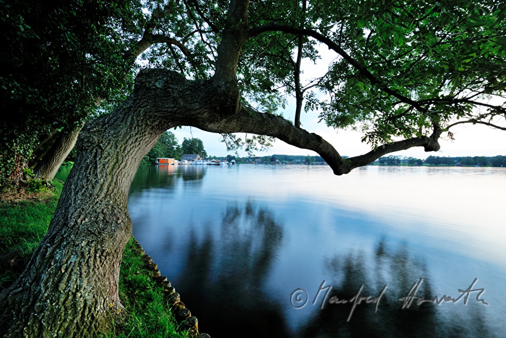 ausladende Esche und Mirower See mit Hafen (Liebesinsel)