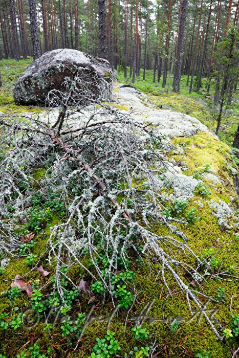 moos- und flechtenbewachsene Granitfindlinge