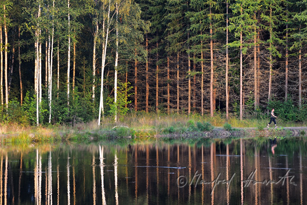 Birken und Nadelbäume am Ufer
