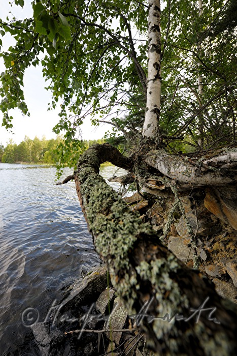 Birke ragt mit Wurzel in den See Pihlajavesi