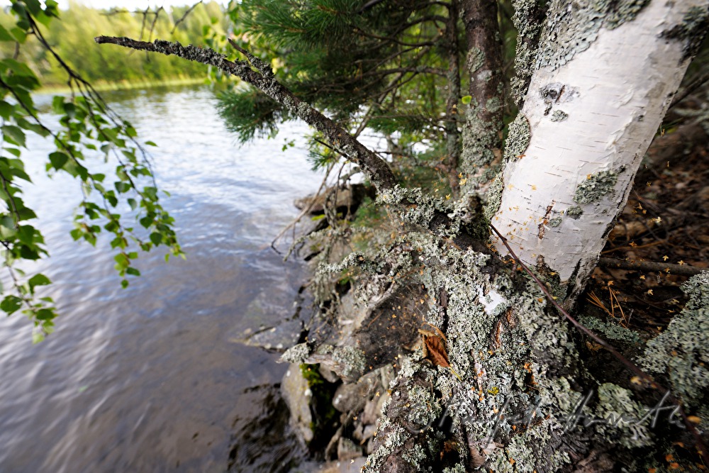 Birke ragt mit Wurzel in den See Pihlajavesi