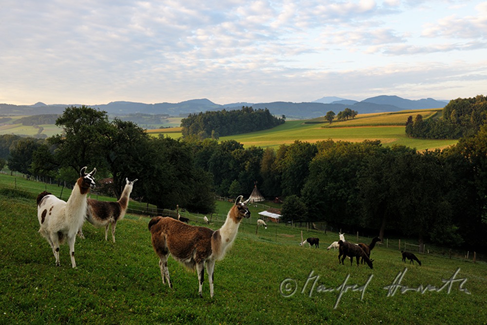 Lamas auf der Weide vor dem Ötscher-Panorama