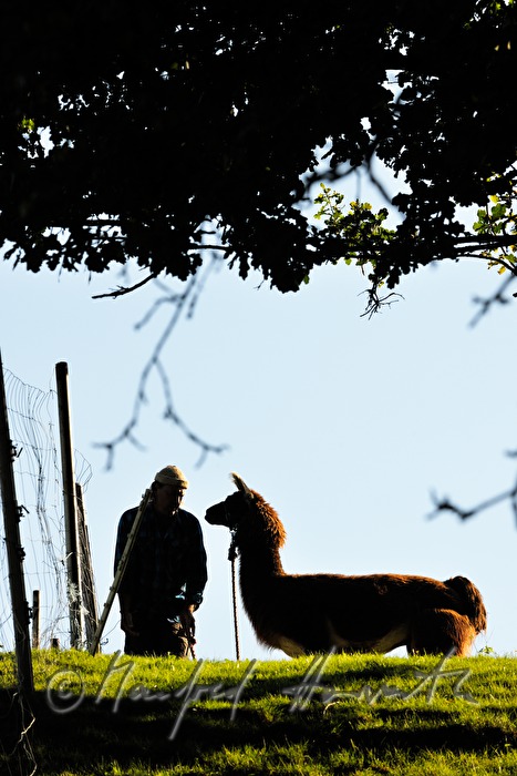 Gerhard Rappersberger mit Lama