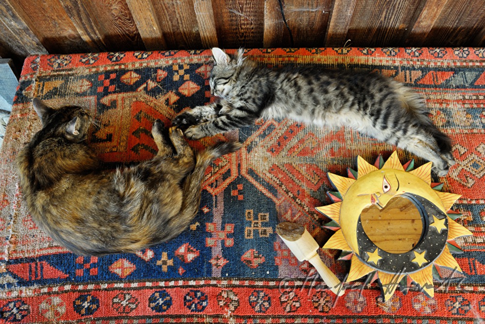 schlafende Katzen auf einem Kelim