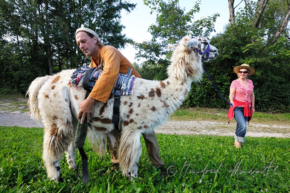 Satteln eines Lamas vor der Lamawanderung