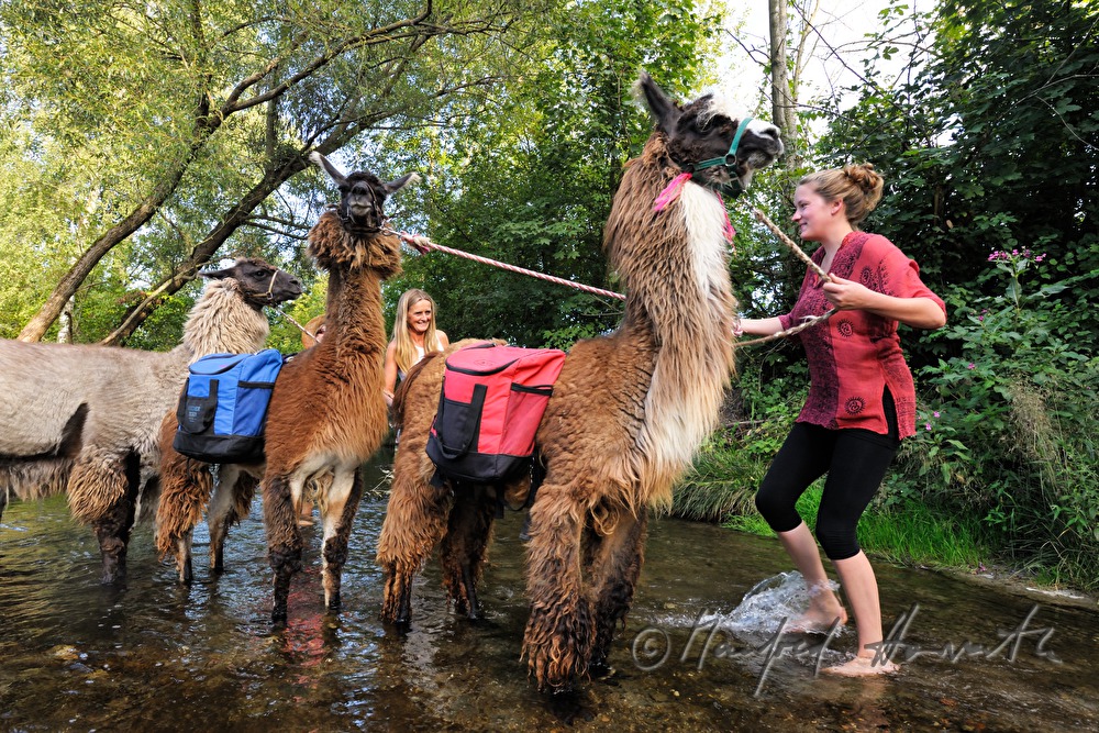 Lama-Wanderung durch ein Bachbett