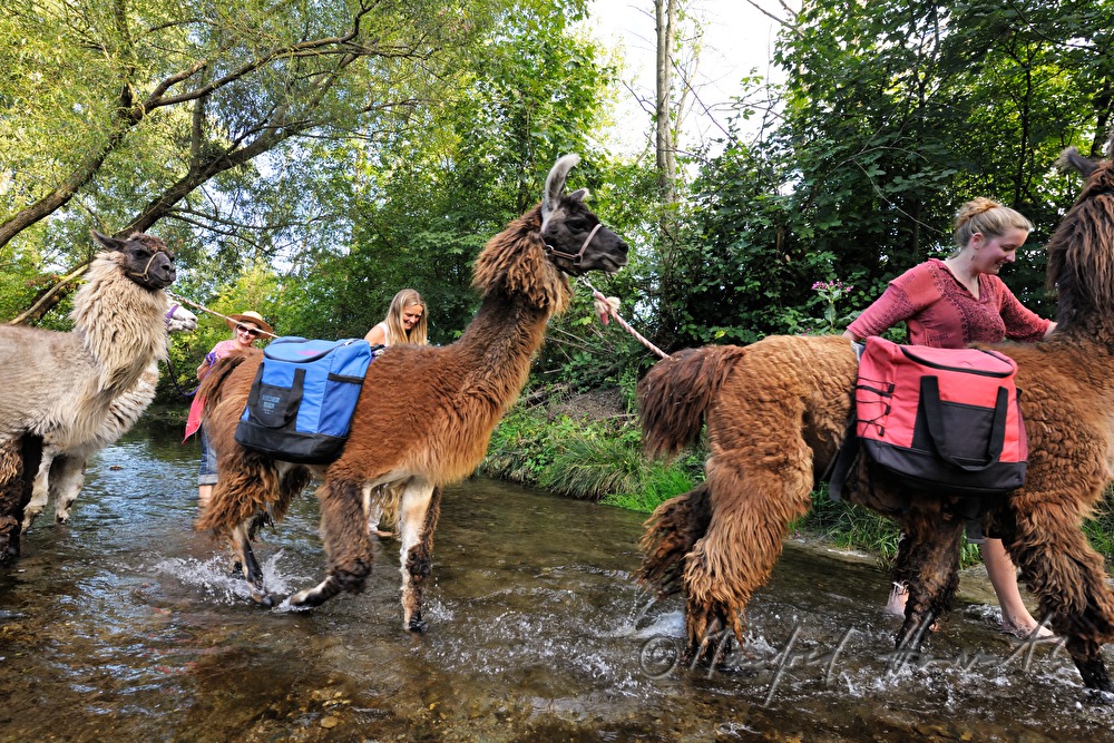 Lama-Wanderung durch ein Bachbett