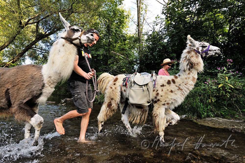Lama-Wanderung durch ein Bachbett