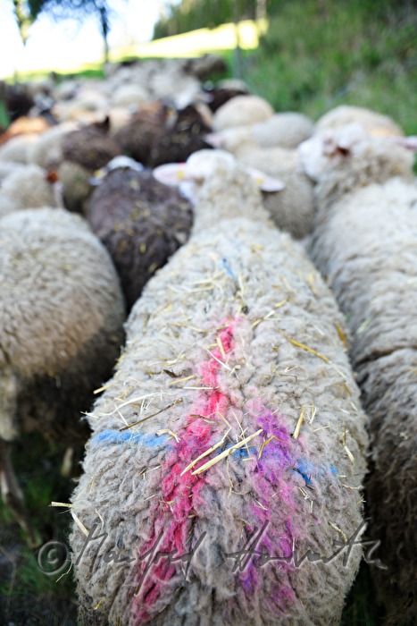 markiertes Schaf auf der Weide