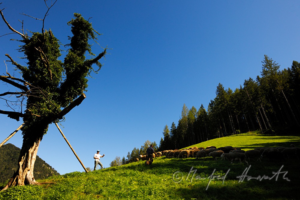 Schafhirte mit seinen Schafen auf der Weide