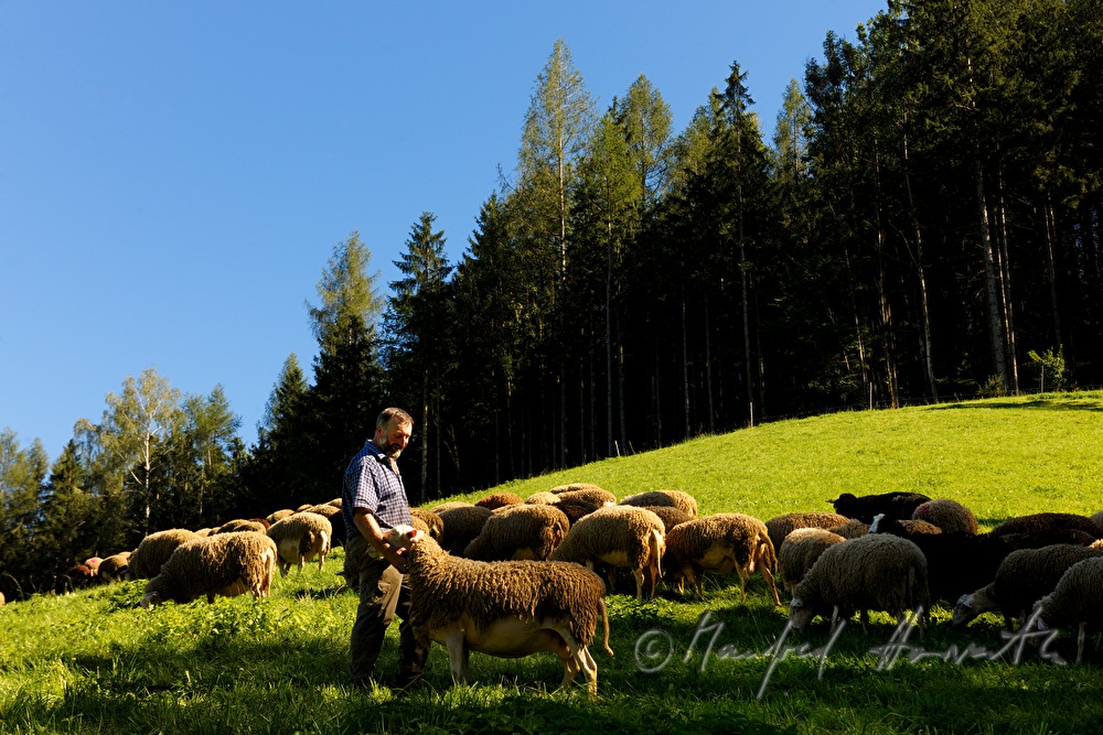 Schafhirte mit seinen Schafen auf der Weide