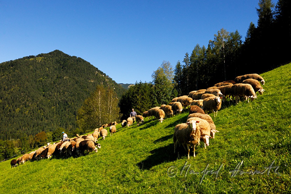 Schafhirte mit seinen Schafen auf der Weide