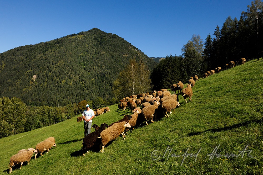 Schafhirte mit seinen Schafen auf der Weide