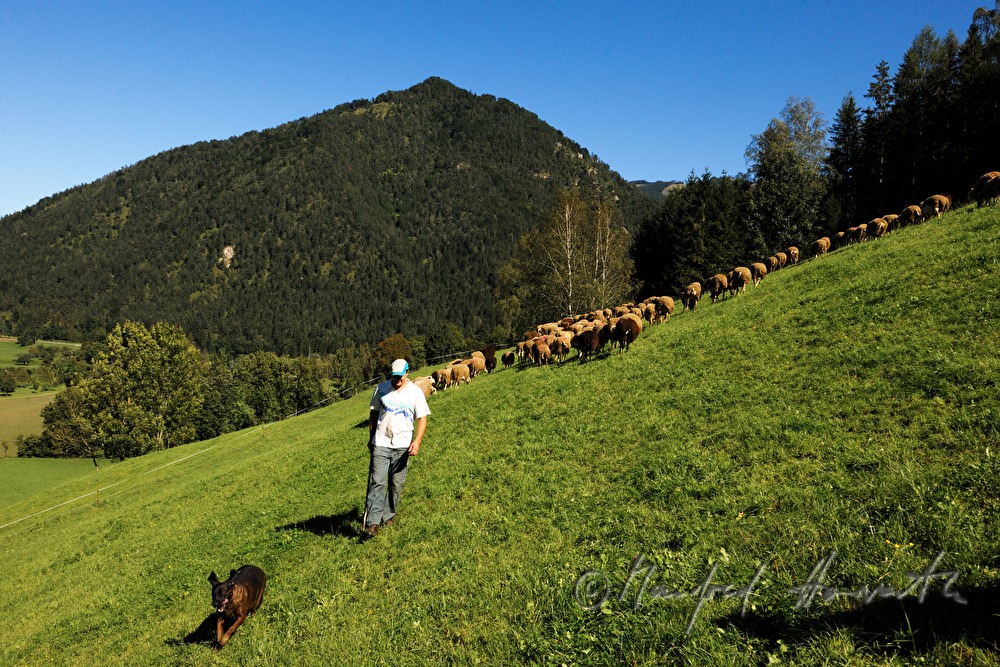 Schafhirte mit seinen Schafen auf der Weide