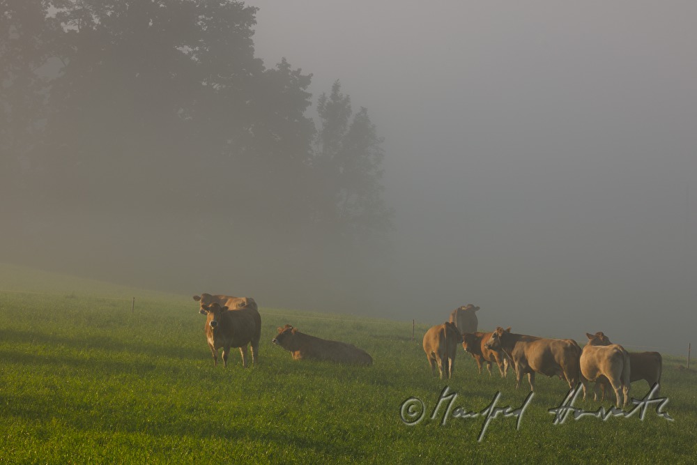 Kühe weiden im Morgennebel auf einer Wiese