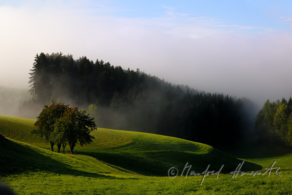 sanft hügelige Felder und Wald im Morgennebel