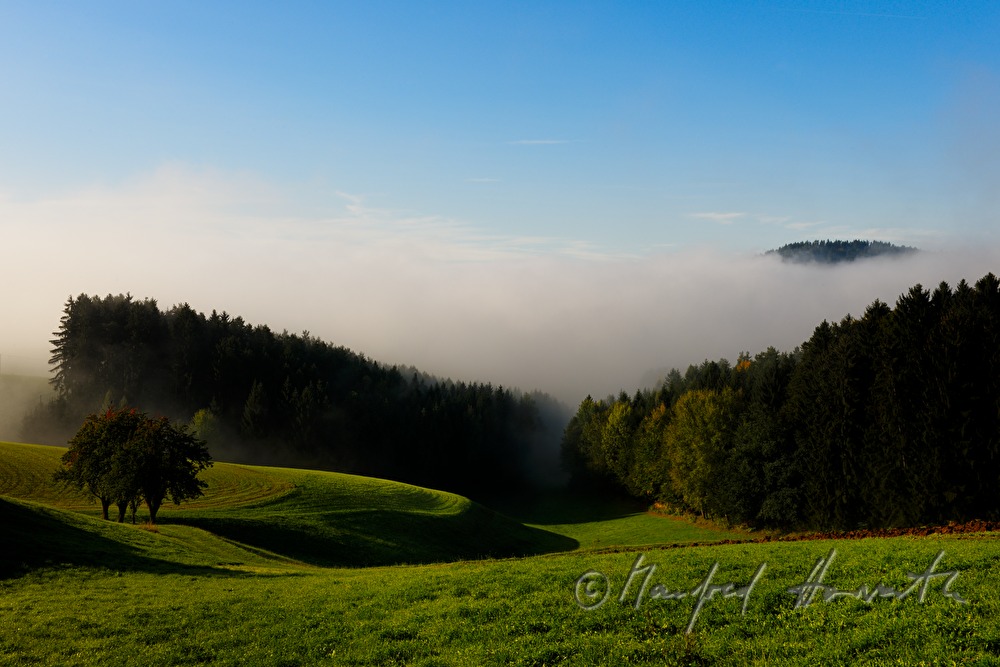 sanft hügelige Felder und Wald im Morgennebel