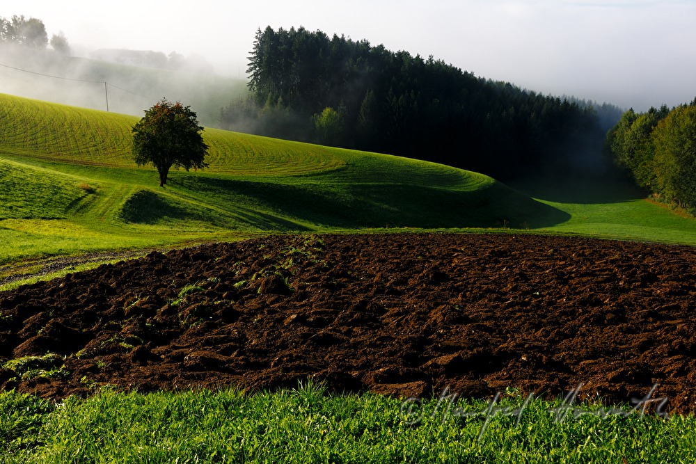 sanft hügelige Felder und Wald im Morgennebel