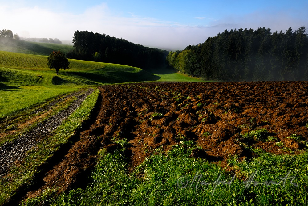 sanft hügelige Felder und Wald im Morgennebel