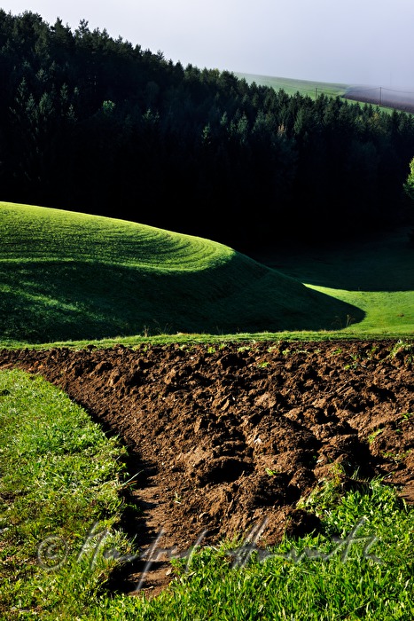 sanft hügelige Felder und Wald im Morgennebel